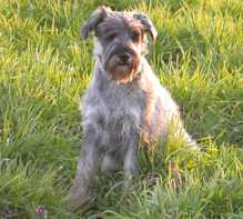 Schnauzer Enzo (Donisl Racker vom Moos)