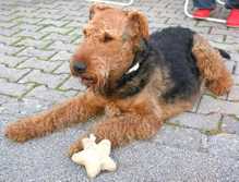 Airedale Terrier Giorgio vom Daxenberg