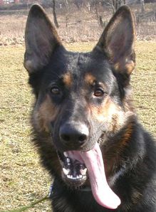 Sch&auml;ferhund Rossi von der wilden Nachbarschaft
