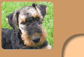 Airedale Terrier Alwin von der Hirschkanzel, Familie Langhammer, Winzer, Nesslbach