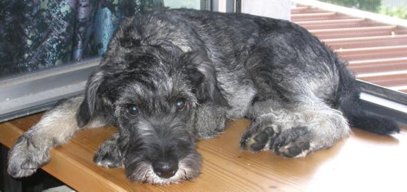 Schnauzer Enzo auf der Fensterbank Schnauzer Enzo auf der Fensterbank