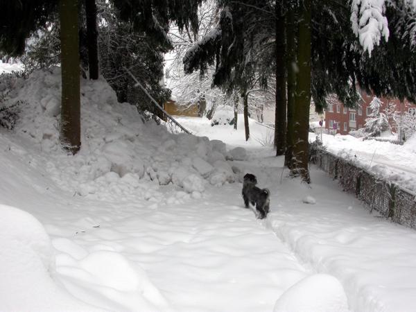 10.02.2006 Enzo im Tiefschnee