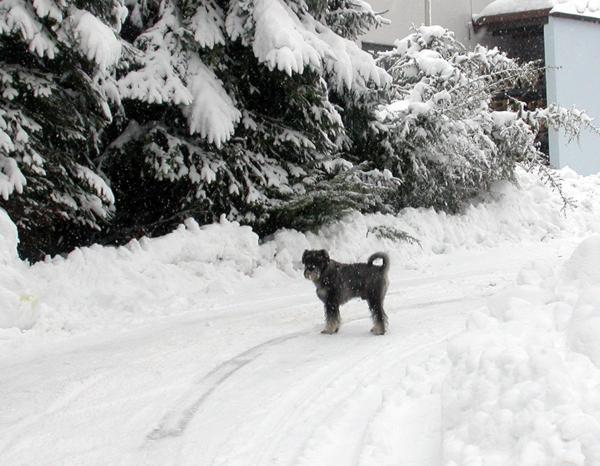 10.02.2006 Verschneite Auffahrt 10.02.2006 Verschneite Auffahrt