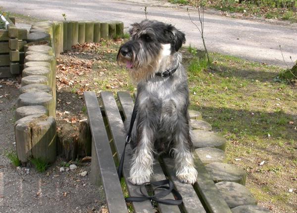 25.04.2006 Enzo im Zoo auf Parkbank 25.04.2006 Enzo im Zoo auf Parkbank