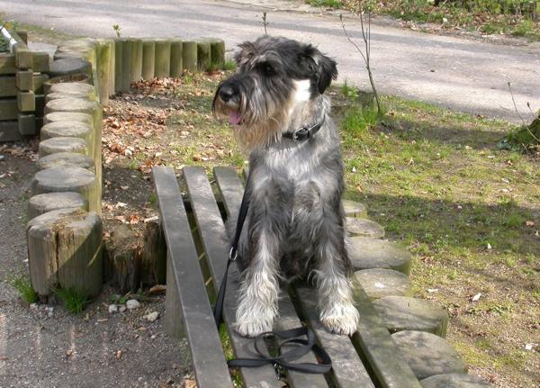 25.04.2006 Enzo im Zoo auf Parkbank