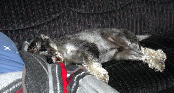 04.06.2006 Enzo auf Couch 04.06.2006 Enzo auf Couch