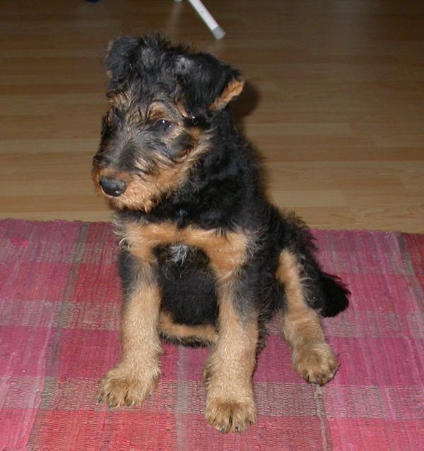 05.06.2006 Airedale Terrier Giorgio