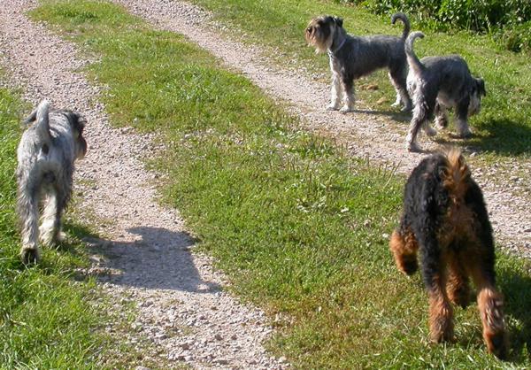 13.09.2006 Spaziergang mit Cayenne, Delphi und Giorgio