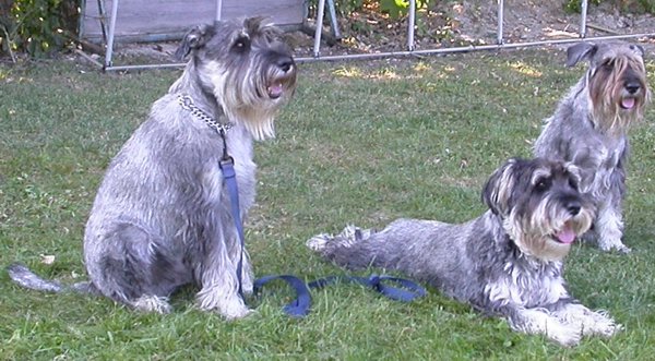 13.09.2006 Familienfoto mit Delphi und Cayenne