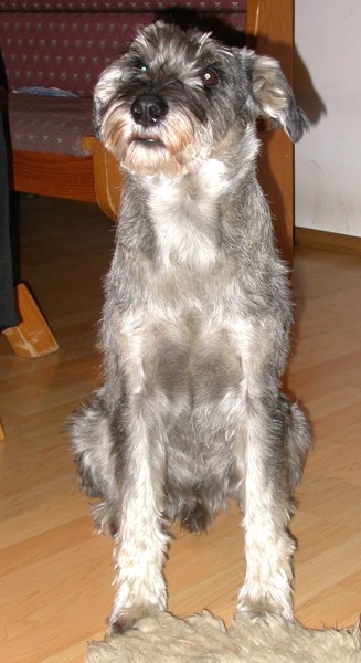 Enzo ohne Schnauzbart 1