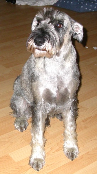 Enzo ohne Schnauzbart 2 Enzo ohne Schnauzbart 2