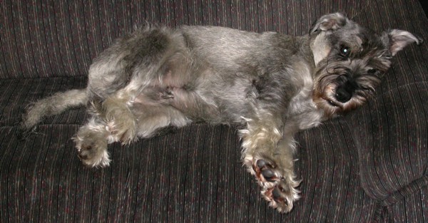 Enzo auf der Couch Enzo auf der Couch
