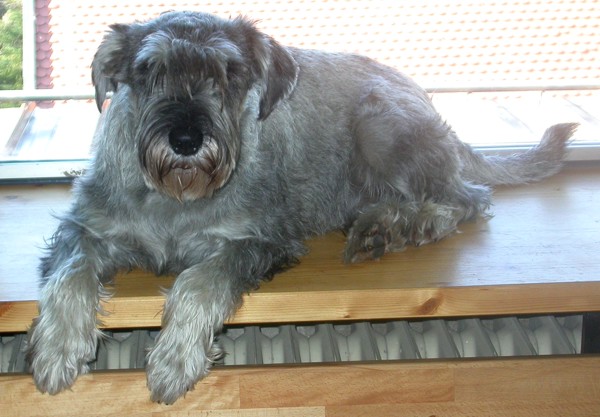 Enzo auf dem Fensterbrett Enzo auf dem Fensterbrett