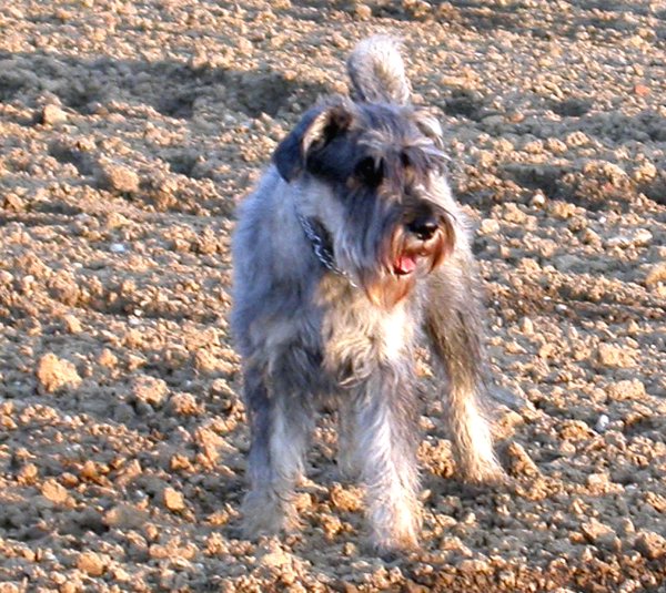 Enzo im Acker Enzo im Acker