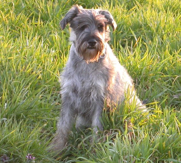 Enzo auf der Wiese Enzo auf der Wiese