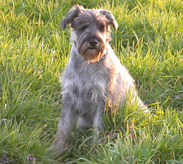 Enzo auf der Wiese