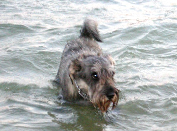 Enzo im Weiher