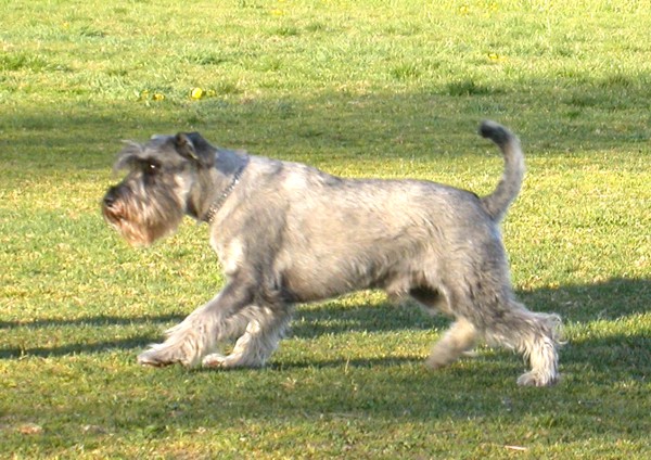 Enzo auf dem Hundeplatz Enzo auf dem Hundeplatz