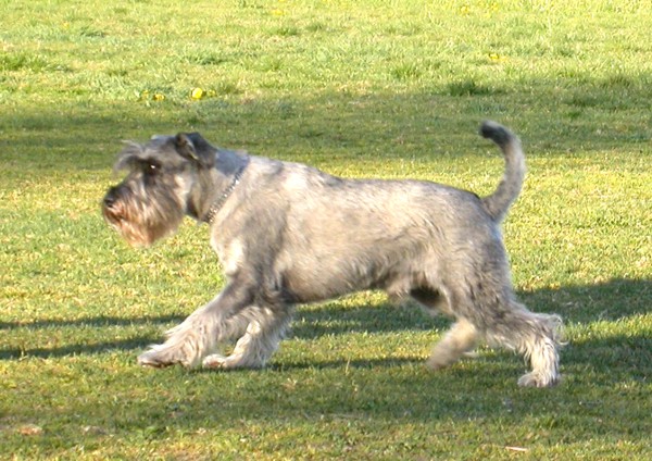 Enzo auf dem Hundeplatz