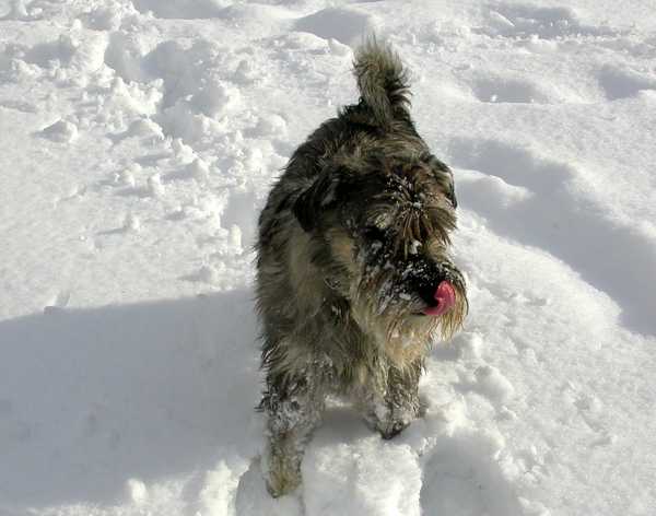 Enzo im Schnee