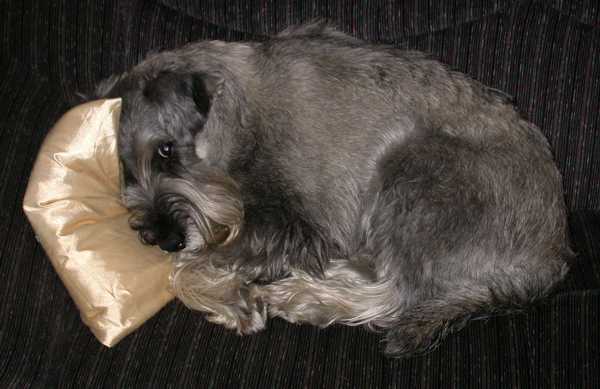 Enzo auf der Couch mit Kissen