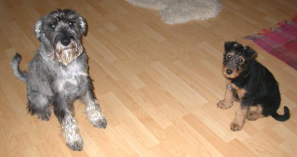 06.06.2006 Giorgio und Schnauzer Enzo 06.06.2006 Giorgio und Schnauzer Enzo