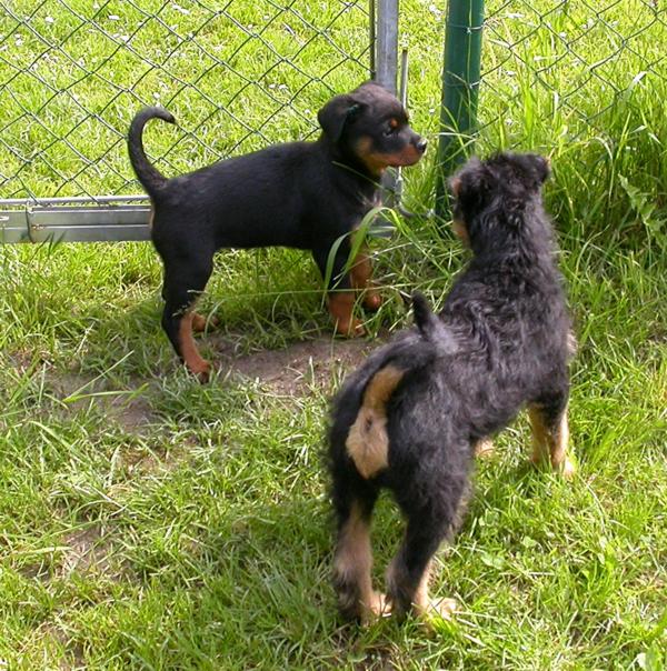 06.06.2006 Giorgio und Rottweiler-Mädchen Domina 1 06.06.2006 Giorgio und Rottweiler-Mädchen Domina 1