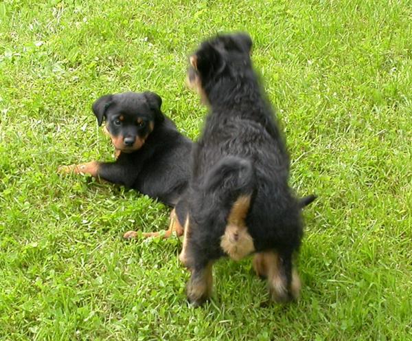 06.06.2006 Giorgio und Rottweiler-Mädchen Domina 2 06.06.2006 Giorgio und Rottweiler-Mädchen Domina 2