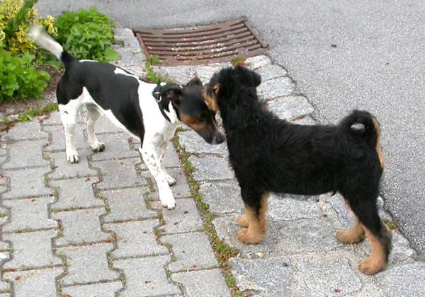 06.06.2006 Giorgio und Jack-Russell-Terrier Felix 06.06.2006 Giorgio und Jack-Russell-Terrier Felix