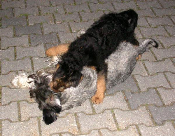 17.06.2006 Schnauzer Enzo besiegt 17.06.2006 Schnauzer Enzo besiegt