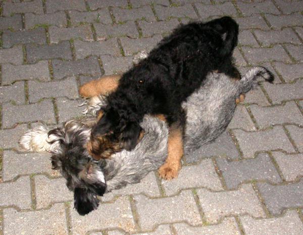 17.06.2006 Schnauzer Enzo besiegt