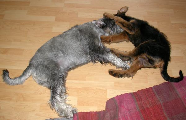 08.07.2006 Balgen mit Enzo 08.07.2006 Balgen mit Enzo