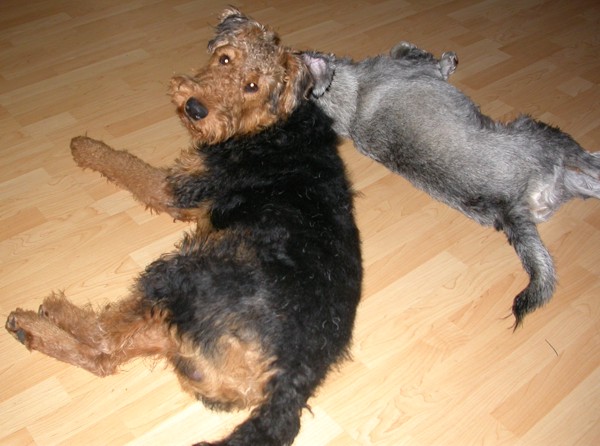 Giorgio und Enzo kuscheln Giorgio und Enzo kuscheln