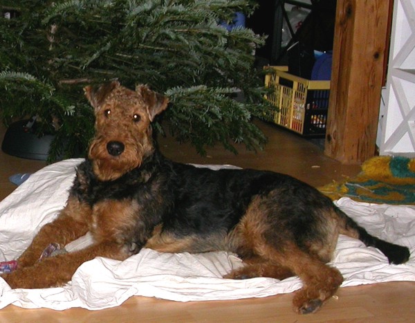 Giorgio vor dem Weihnachtsbaum