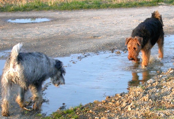 Showdown an der Pfütze