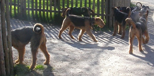 Airedale-Treffen 1 Airedale-Treffen 1
