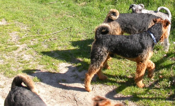 Airedale-Treffen 2 Airedale-Treffen 2