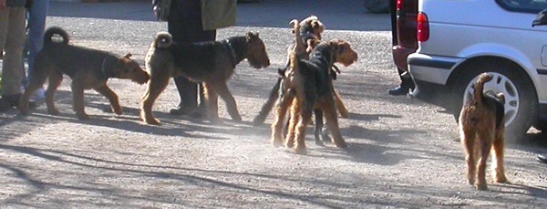 Airedale-Treffen 3 Airedale-Treffen 3