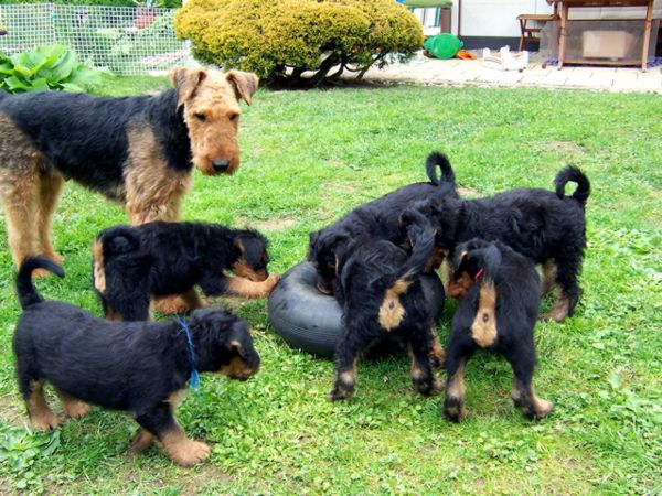 Airedale Welpen mit Mutter 1