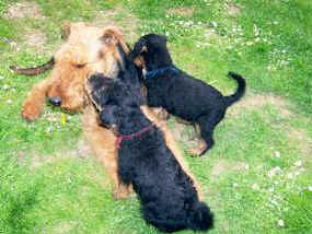 Airedale Welpen mit Mutter 3
